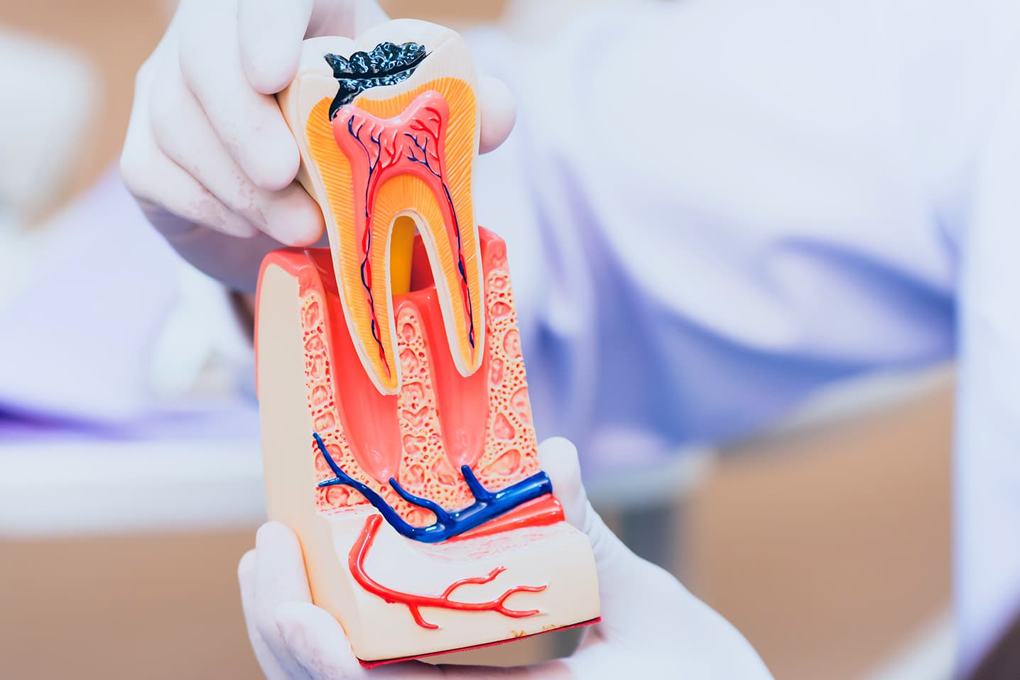 rrenjet e dhembit anatomi dentare
